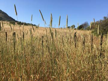 Fotografia da espécie Phalaris minor