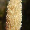 Fotografia 5 da espécie Phalaris minor do Jardim Botânico UTAD