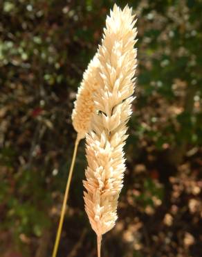 Fotografia 7 da espécie Phalaris minor no Jardim Botânico UTAD