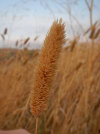 Fotografia da espécie Phalaris minor