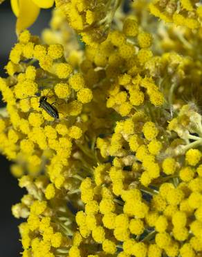 Fotografia 4 da espécie Helichrysum italicum subesp. picardi no Jardim Botânico UTAD