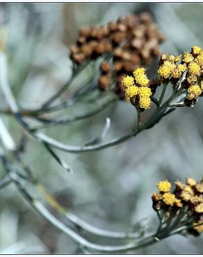 Fotografia 5 da espécie Helichrysum italicum subesp. picardi no Jardim Botânico UTAD