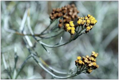 Fotografia da espécie Helichrysum italicum subesp. picardi