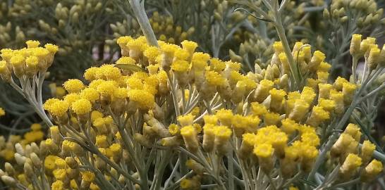 Fotografia da espécie Helichrysum italicum subesp. picardi