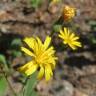 Fotografia 1 da espécie Hieracium murorum do Jardim Botânico UTAD