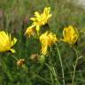 Fotografia 4 da espécie Hieracium murorum do Jardim Botânico UTAD