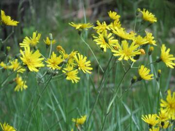 Fotografia da espécie Hieracium murorum