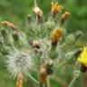 Fotografia 6 da espécie Hieracium murorum do Jardim Botânico UTAD