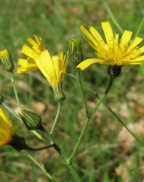 Fotografia 7 da espécie Hieracium murorum no Jardim Botânico UTAD