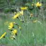 Fotografia 10 da espécie Hieracium murorum do Jardim Botânico UTAD