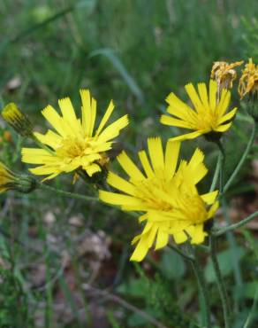 Fotografia 11 da espécie Hieracium murorum no Jardim Botânico UTAD