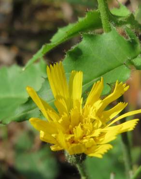 Fotografia 13 da espécie Hieracium murorum no Jardim Botânico UTAD