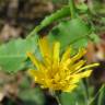 Fotografia 13 da espécie Hieracium murorum do Jardim Botânico UTAD