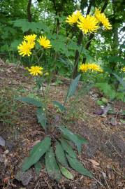 Fotografia da espécie Hieracium murorum