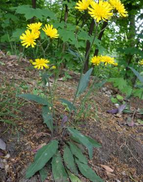 Fotografia 14 da espécie Hieracium murorum no Jardim Botânico UTAD