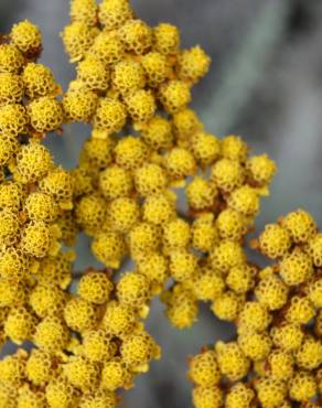 Fotografia 7 da espécie Helichrysum italicum subesp. picardi no Jardim Botânico UTAD