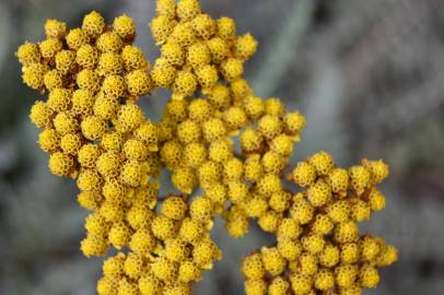 Fotografia da espécie Helichrysum italicum subesp. picardi