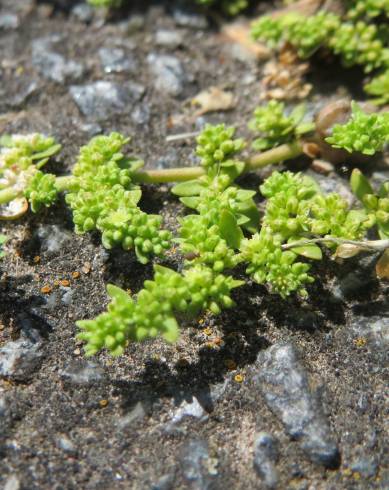 Fotografia de capa Herniaria glabra - do Jardim Botânico