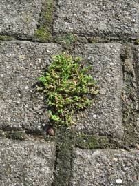 Fotografia da espécie Herniaria glabra