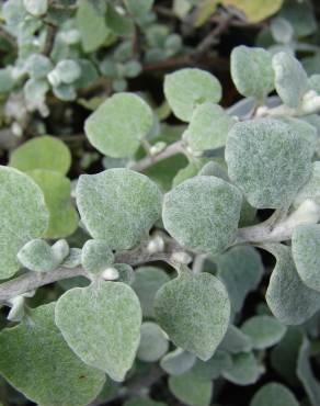 Fotografia 7 da espécie Helichrysum petiolare no Jardim Botânico UTAD