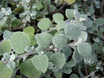 Fotografia da espécie Helichrysum petiolare