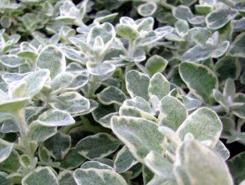 Fotografia da espécie Helichrysum petiolare