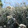 Fotografia 9 da espécie Helichrysum petiolare do Jardim Botânico UTAD