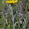 Fotografia 3 da espécie Inula montana do Jardim Botânico UTAD