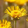 Fotografia 1 da espécie Inula montana do Jardim Botânico UTAD