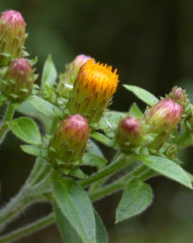 Fotografia de capa Inula conyza - do Jardim Botânico