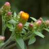 Fotografia 1 da espécie Inula conyza do Jardim Botânico UTAD