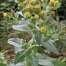 Fotografia 7 da espécie Inula conyza do Jardim Botânico UTAD