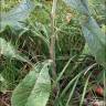 Fotografia 8 da espécie Inula conyza do Jardim Botânico UTAD