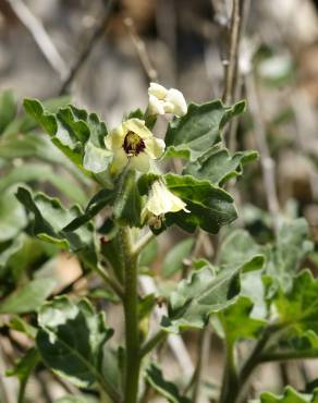 Fotografia 4 da espécie Hyoscyamus albus no Jardim Botânico UTAD