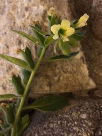 Fotografia da espécie Hyoscyamus albus