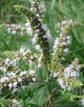 Fotografia 4 da espécie Mentha longifolia no Jardim Botânico UTAD