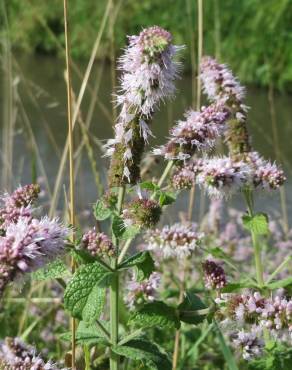 Fotografia 5 da espécie Mentha longifolia no Jardim Botânico UTAD