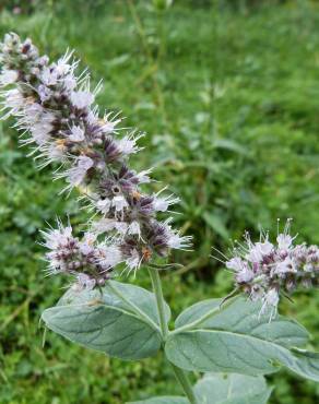 Fotografia 1 da espécie Mentha longifolia no Jardim Botânico UTAD