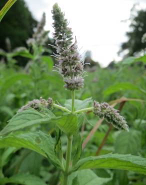 Fotografia 6 da espécie Mentha longifolia no Jardim Botânico UTAD