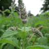 Fotografia 6 da espécie Mentha longifolia do Jardim Botânico UTAD