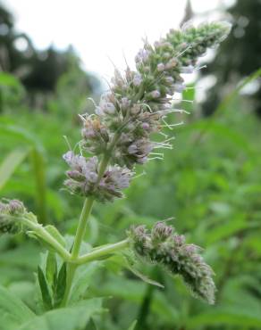 Fotografia 7 da espécie Mentha longifolia no Jardim Botânico UTAD