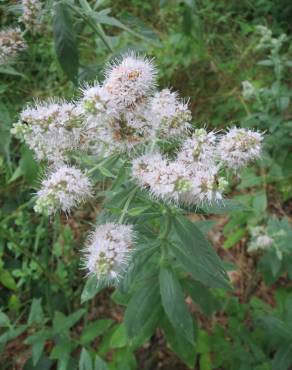 Fotografia 9 da espécie Mentha longifolia no Jardim Botânico UTAD