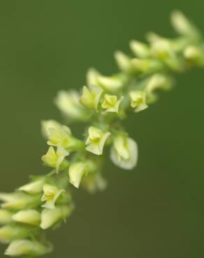 Fotografia 5 da espécie Melilotus indicus no Jardim Botânico UTAD