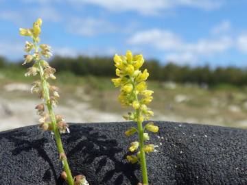 Fotografia da espécie Melilotus indicus