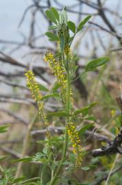 Fotografia da espécie Melilotus indicus