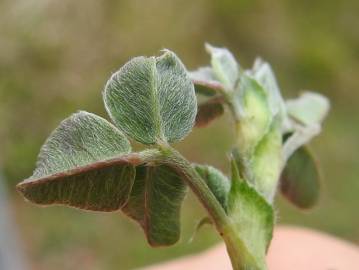 Fotografia da espécie Medicago minima