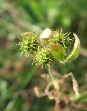 Fotografia 4 da espécie Medicago minima no Jardim Botânico UTAD