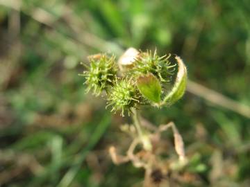 Fotografia da espécie Medicago minima