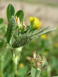 Fotografia da espécie Medicago minima