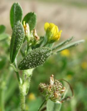 Fotografia 6 da espécie Medicago minima no Jardim Botânico UTAD